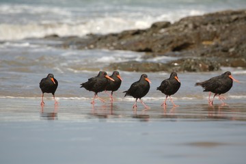Variable oystercatchers in a line