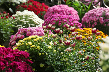View of fresh beautiful colorful chrysanthemum flowers