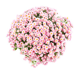 Obraz premium Bunch of beautiful chrysanthemum flowers on white background, top view