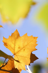 yellow sycamore tree leaves on blue sky background