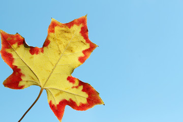 red and yellow maple leaf on blue sky background
