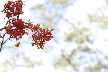 red wild fruits on branch