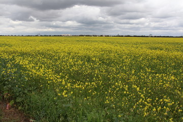 yellow field 