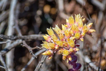 Close up of Coast dudleya (Dudleya caespitosa) blooming on the hills of Marin Headlands, north San Francisco bay area, California