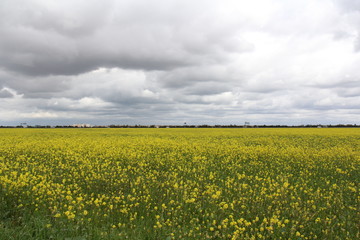 Obraz premium yellow field 