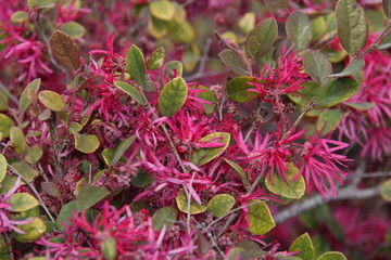 Obraz premium flowers in the garden