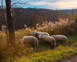 grazing sheep on an autumn evening