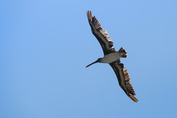 Brown pelican (Pelecanus occidentalis) flying on a blue sky background, California