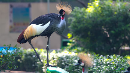 Naklejka premium Crane crown in the wildlife sanctuary. This is a bird of the Gruidae family living on the arid prairie of southern Sahara, Africa.