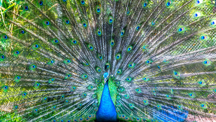 Fototapeta premium Peacock in the wildlife sanctuary. The males have long shiny green feathers, each with feathers in green, red, bronze, and brown, when tail dance spreads out to form nanotubes to attract females.