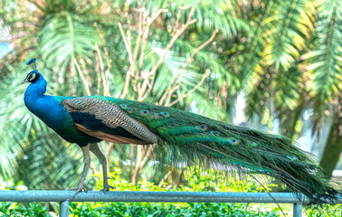 Naklejka premium Peacock in the wildlife sanctuary. The males have long shiny green feathers, each with feathers in green, red, bronze, and brown, when tail dance spreads out to form nanotubes to attract females.