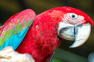 Portrait colorful Macaw parrot on a branch. This is a bird that is domesticated and raised in the home as a friend