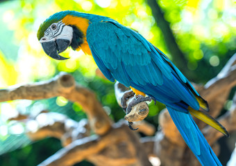 Portrait colorful Macaw parrot on a branch. This is a bird that is domesticated and raised in the home as a friend