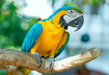 Portrait colorful Macaw parrot on a branch. This is a bird that is domesticated and raised in the home as a friend