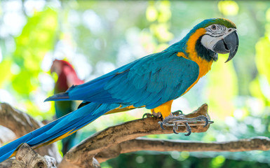 Portrait colorful Macaw parrot on a branch. This is a bird that is domesticated and raised in the home as a friend