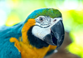 Portrait colorful Macaw parrot on a branch. This is a bird that is domesticated and raised in the home as a friend
