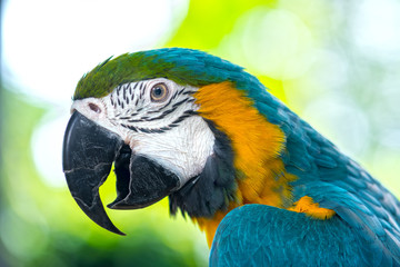 Portrait colorful Macaw parrot on a branch. This is a bird that is domesticated and raised in the home as a friend