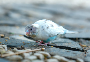 Colorful canaries are eating breakfast on the ground full of rice. This birds lives in the forest and is domesticated to domestic animals