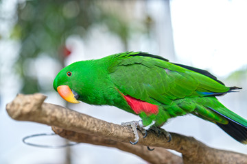 Portrait of Green eclectus parrot or Alexandrine Parakeet in the reserve. This is a bird that is domesticated and raised in the home as a friend