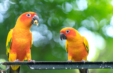Lovebird parrots sitting together. This birds lives in the forest and is domesticated to domestic animals