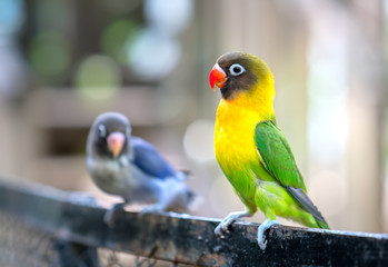Lovebird parrots sitting together. This birds lives in the forest and is domesticated to domestic animals