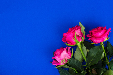 Fototapeta na wymiar Beautiful fresh garden roses