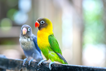 Lovebird parrots sitting together. This birds lives in the forest and is domesticated to domestic animals