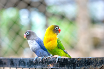 Lovebird parrots sitting together. This birds lives in the forest and is domesticated to domestic animals