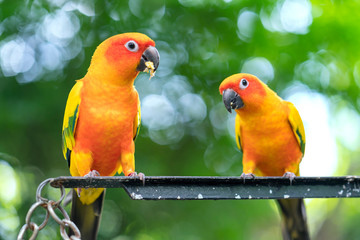 Lovebird parrots sitting together. This birds lives in the forest and is domesticated to domestic animals