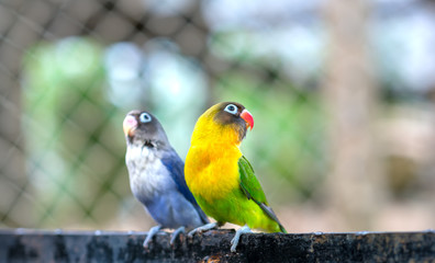 Lovebird parrots sitting together. This birds lives in the forest and is domesticated to domestic animals