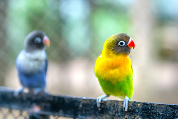 Lovebird parrots sitting together. This birds lives in the forest and is domesticated to domestic animals