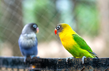 Lovebird parrots sitting together. This birds lives in the forest and is domesticated to domestic animals