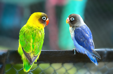 Lovebird parrots sitting together. This birds lives in the forest and is domesticated to domestic animals © huythoai