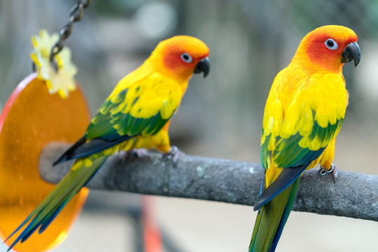 Lovebird parrots sitting together. This birds lives in the forest and is domesticated to domestic animals