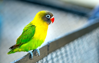 The colorful parrot is relaxing on the fence. This lovebird lives in the forest and is domesticated to domestic animals