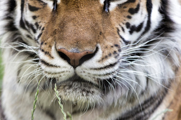 The Portrait of a Tiger