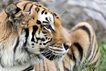 The Portrait of a Tiger