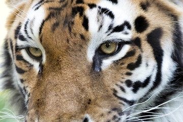 The Portrait of a Tiger