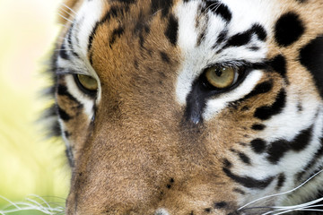 The Portrait of a Tiger