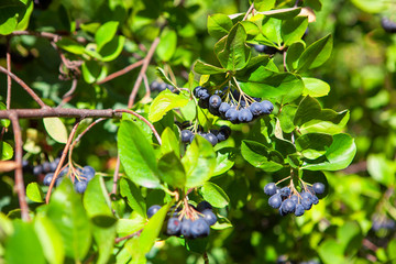 green branch of growing chokeberry 