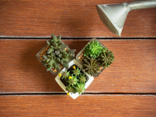 Mini cactus and Watering pot on table top made of stained brown wooden planks.Background.