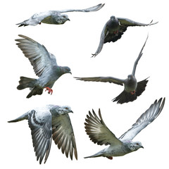 Pigeons flying isolated on white background