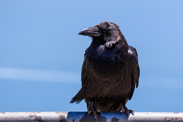 Close up of large raven perched on a metal fence, blue background, California