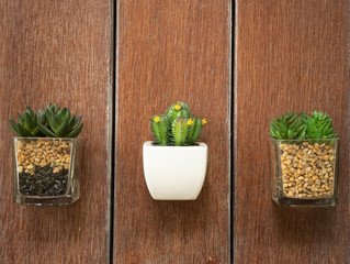 Mini cactus on table top made of stained brown wooden planks.Background.