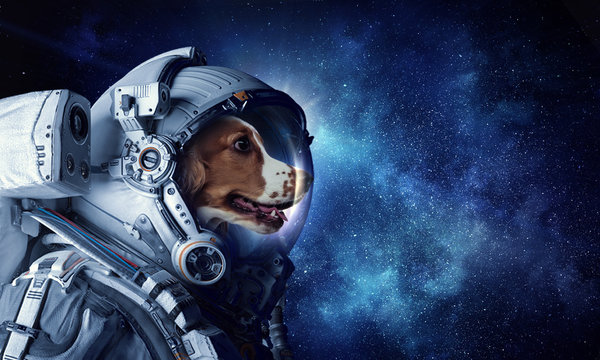 Astronaut Dog Изображения: просматривайте стоковые фотографии, векторные  изображения и видео в количестве 5,048 | Adobe Stock