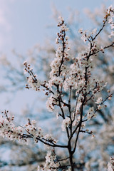 White flowering cherry blossoms on tree in spring