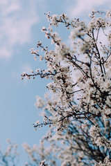 White flowering cherry blossoms on tree in spring