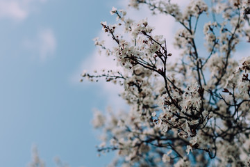 White flowering cherry blossoms on tree in spring