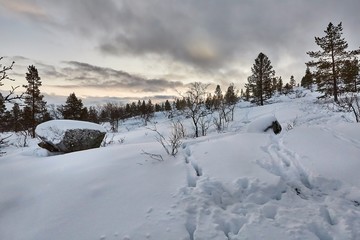 Fototapeta na wymiar Winter Snowy Landscape