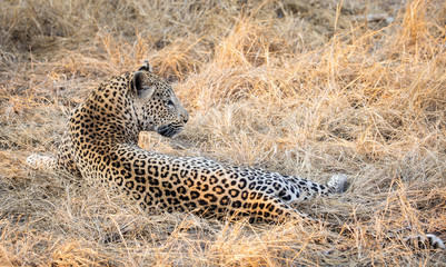 Leopard lying down with in dry yellow grass of savannah with head up and looking backward